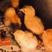 Chicks by emma1231