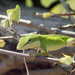 Anole Lizard by gaylewood