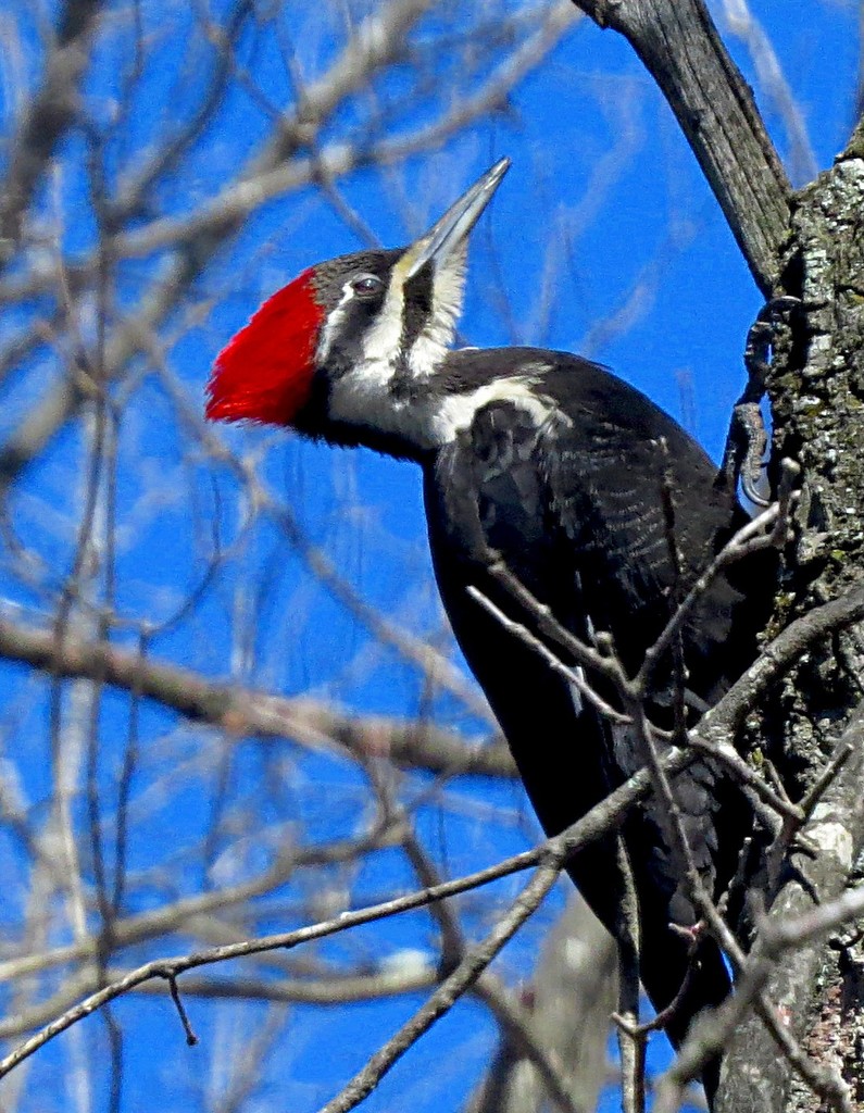 Pileated Woodpecker by olivetreeann