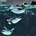Delightful Penguins ~ by happysnaps