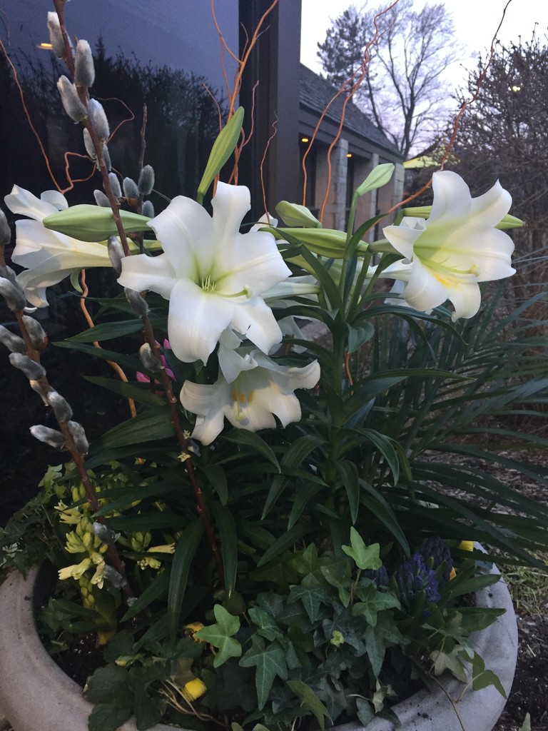 Easter Lilies  by kchuk