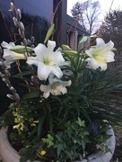 29th Mar 2018 - Easter Lilies 