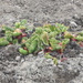 Rhubarb  by bjywamer