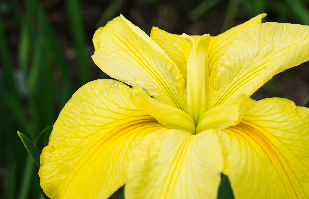Yellow iris  by eudora