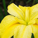 Yellow iris  by eudora