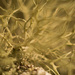 Underwater Lichen! by rickster549