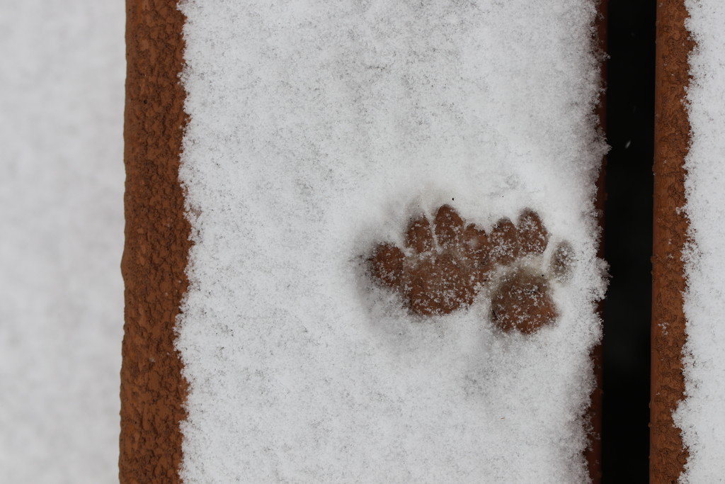 Cat Tracks by lynnz