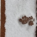 Cat Tracks by lynnz