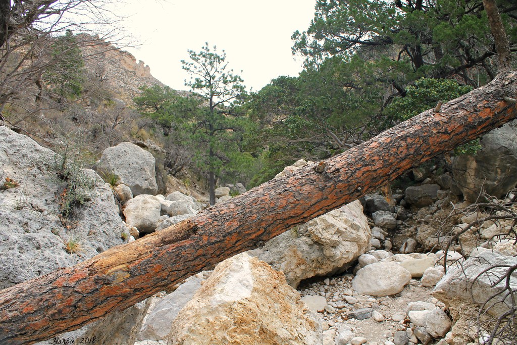 Fallen Tree by harbie