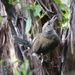  grey shrike thrush with dinner! by judithdeacon
