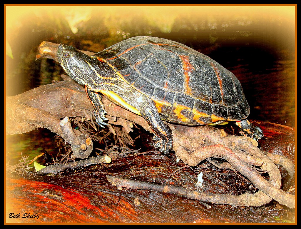 Turtle on a Root by vernabeth