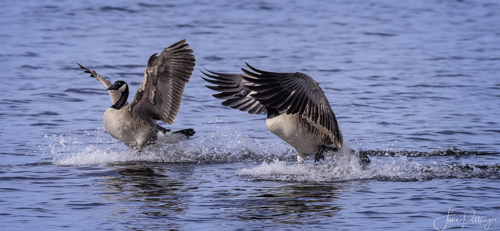 Canadian Geese Pair Coming in for a Landing by jgpittenger