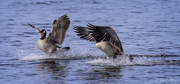 30th Mar 2018 - Canadian Geese Pair Coming in for a Landing