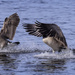 Canadian Geese Pair Coming in for a Landing by jgpittenger