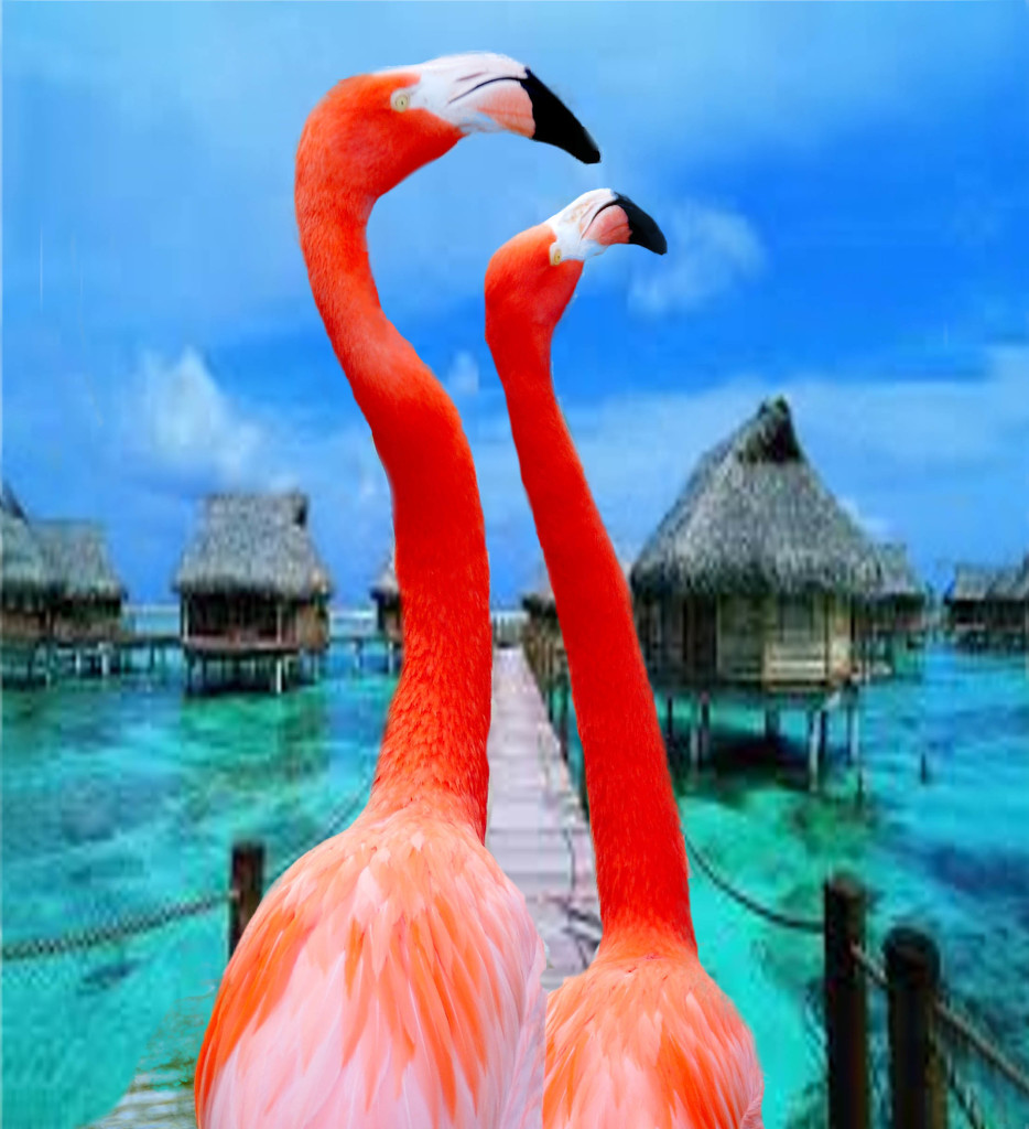Flamingo Friday! by joysfocus