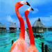 Flamingo Friday! by joysfocus