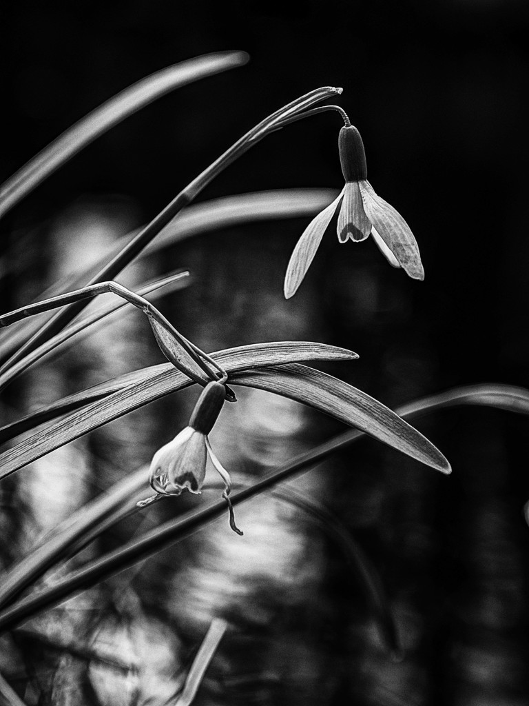 Snowdrops. by gamelee