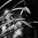 Snowdrops. by gamelee