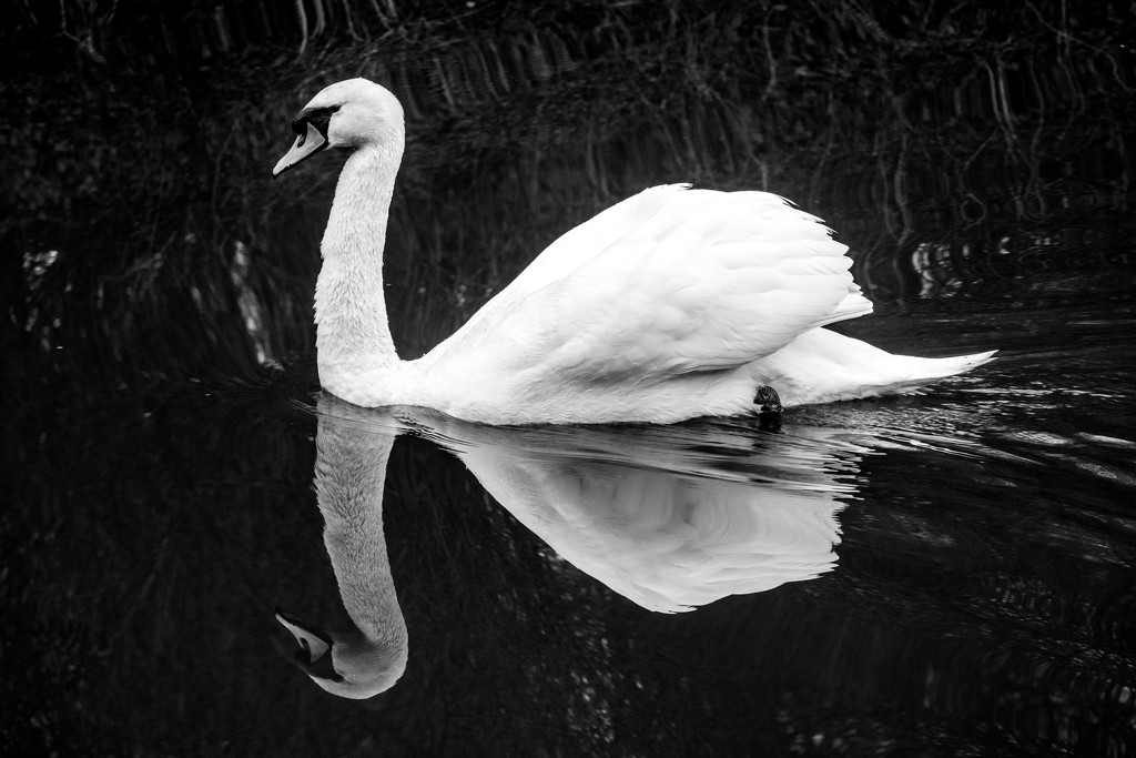 Swan by rjb71