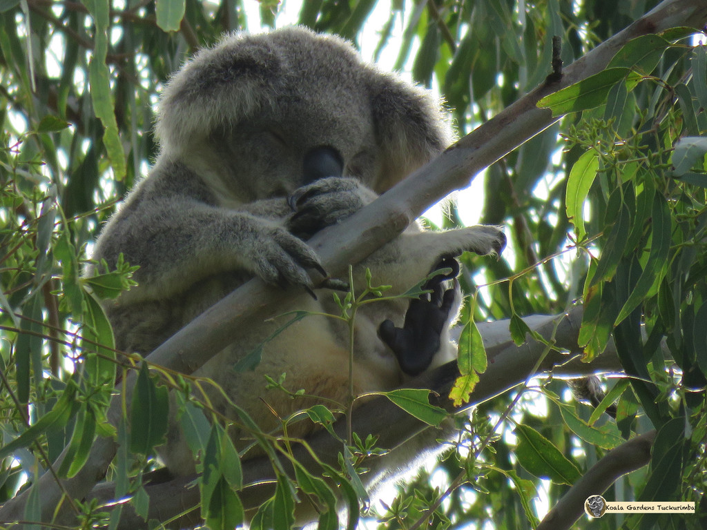 incubating by koalagardens