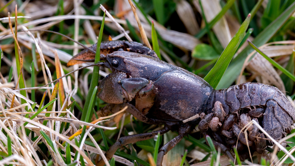Crawfish in the grass by rminer