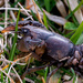 Crawfish in the grass by rminer