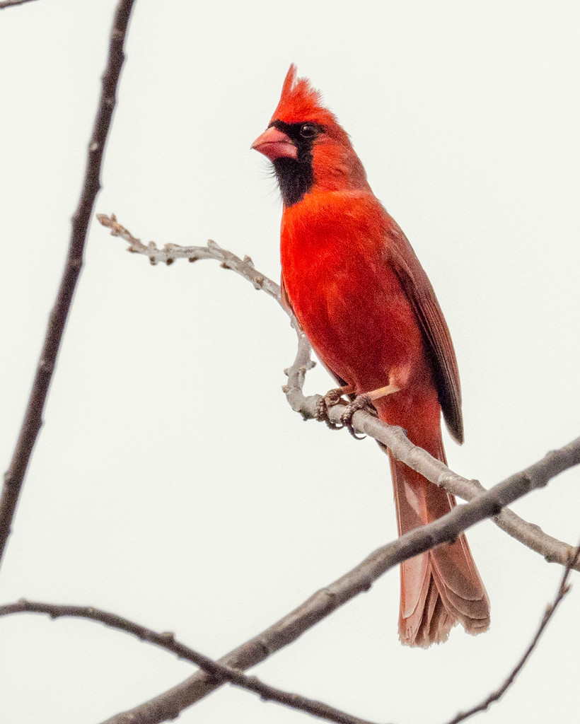 Northern Cardinal Portrait by rminer