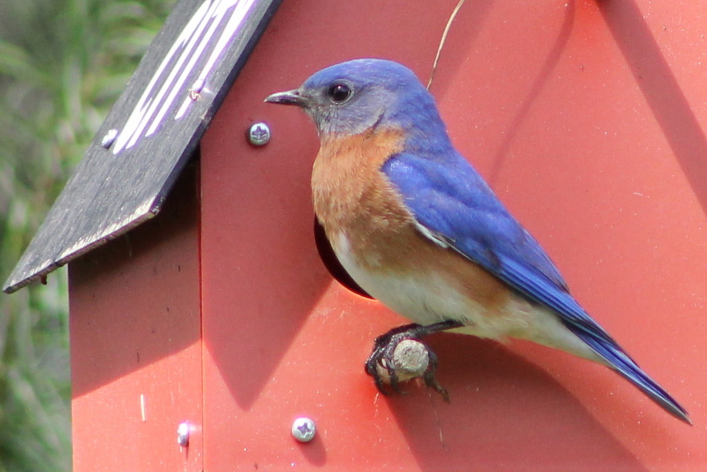 Papa Bluebird by cjwhite