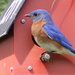 Papa Bluebird by cjwhite