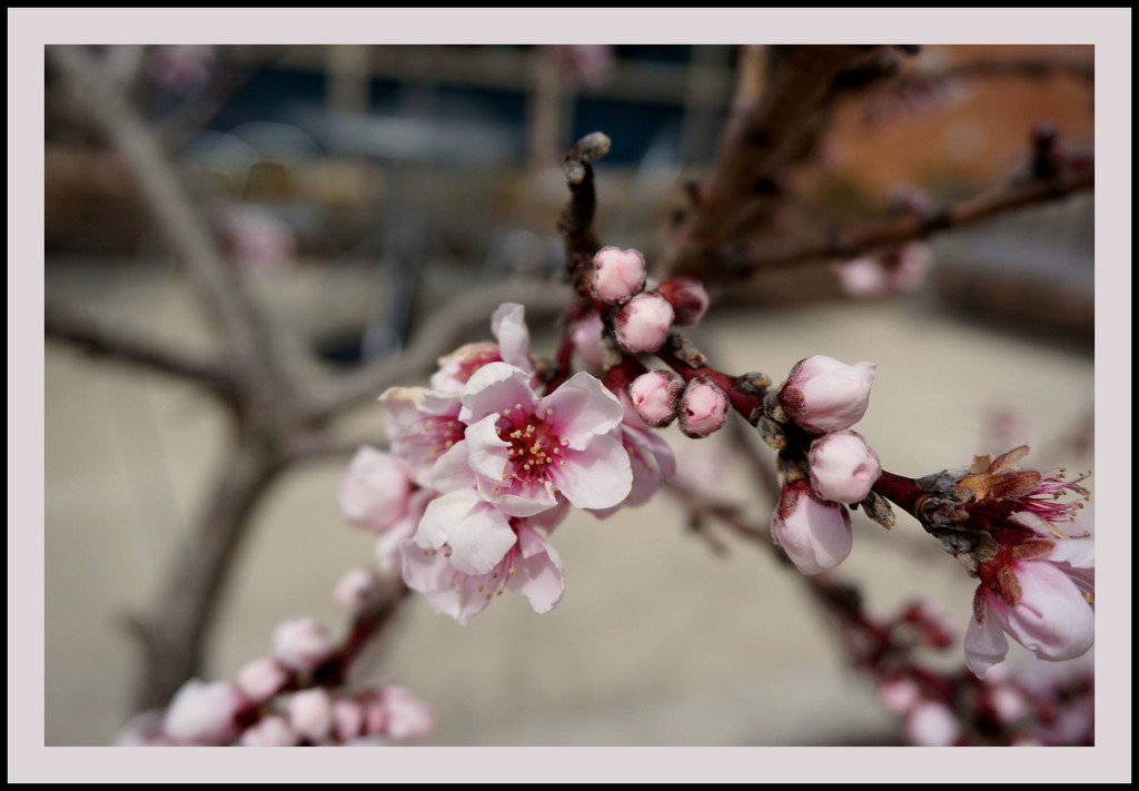 Peach Blossoms by allie912