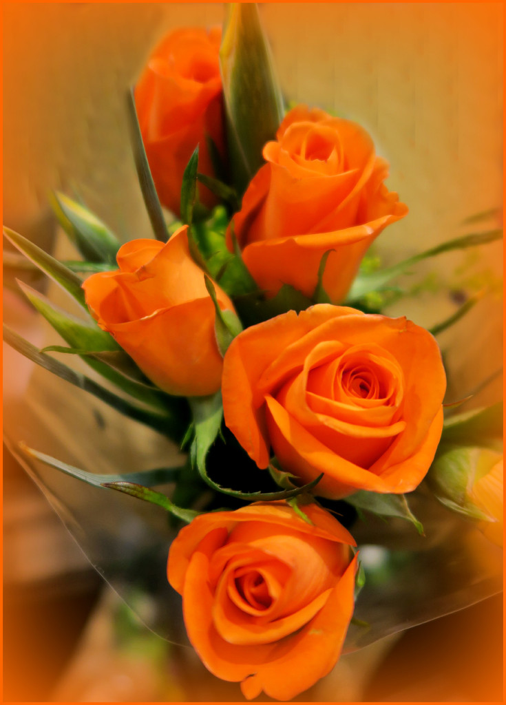 Orange Rose. by wendyfrost