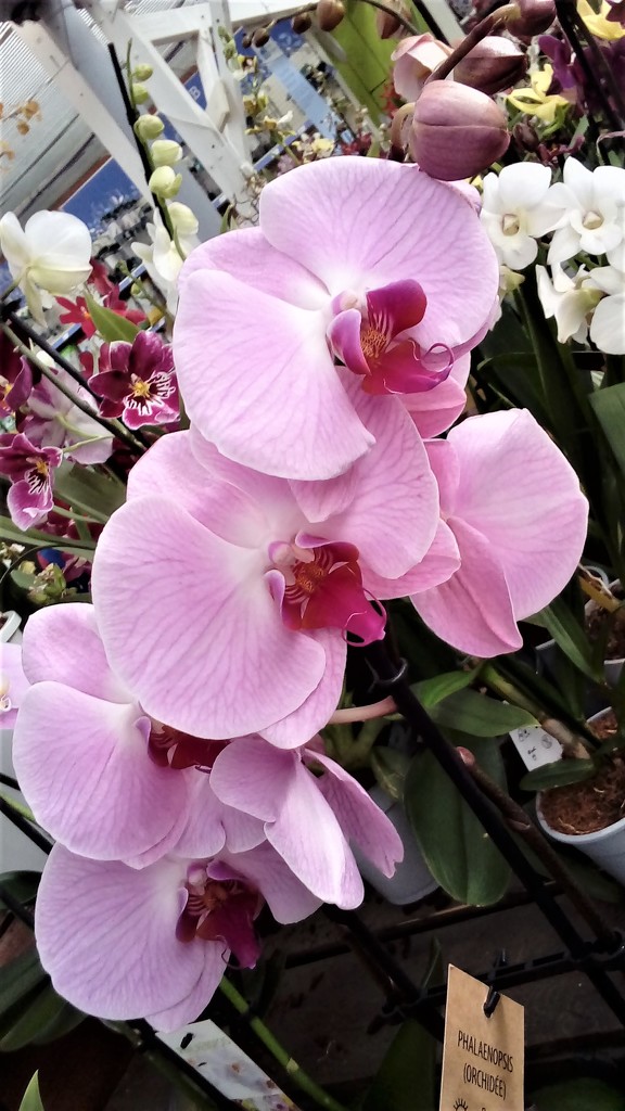 Pink orchids  by beryl