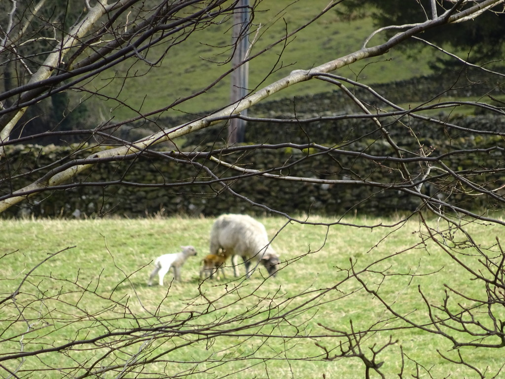 first lamb by anniesue