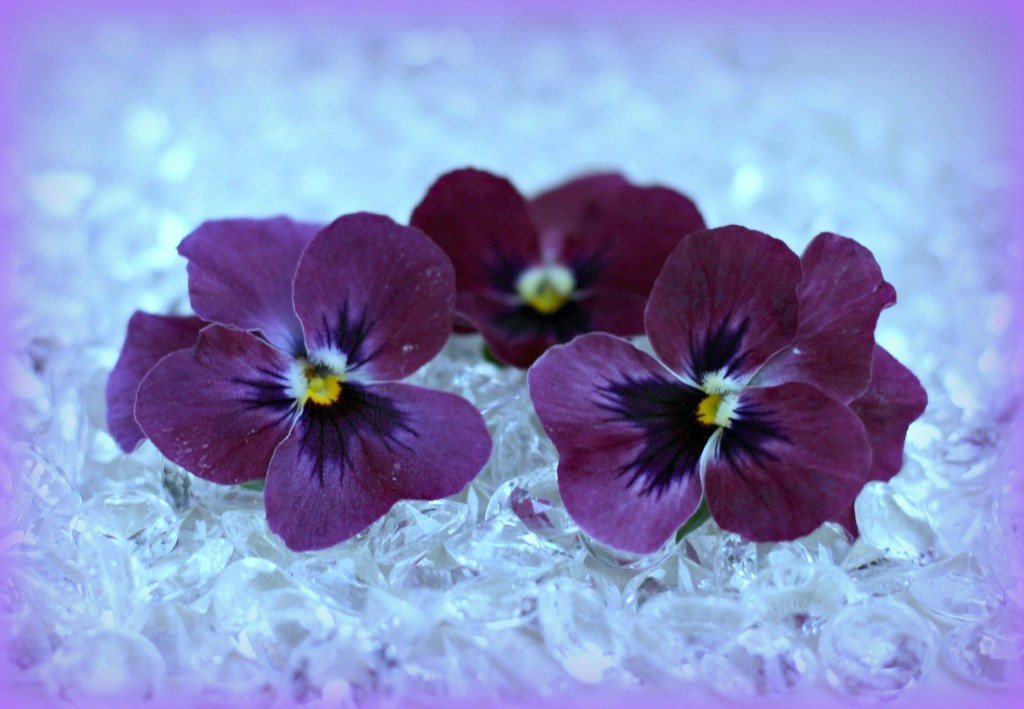 Pansy Trio. by wendyfrost