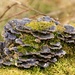 Fungi bush! by chris17