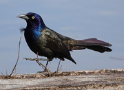 30th Mar 2018 - Common Grackle