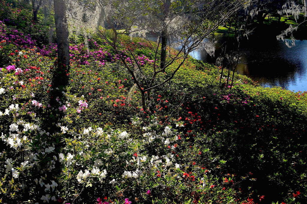 Spring blooms, Middleton Place Plantation and Gardens, Charleston, SC by congaree