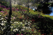 31st Mar 2018 - Spring blooms, Middleton Place Plantation and Gardens, Charleston, SC