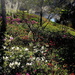 Spring blooms, Middleton Place Plantation and Gardens, Charleston, SC by congaree