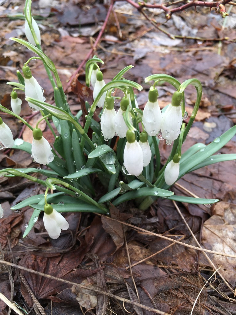 cold little snow drops by wiesnerbeth