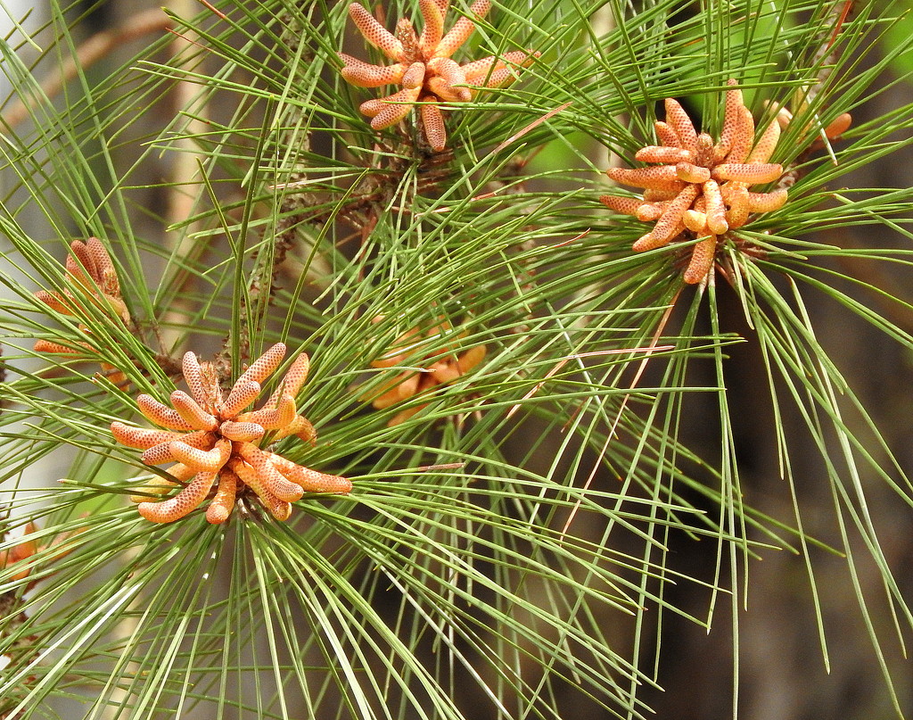 Baby pine cones by homeschoolmom