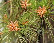 11th Mar 2018 - Baby pine cones