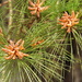 Baby pine cones by homeschoolmom