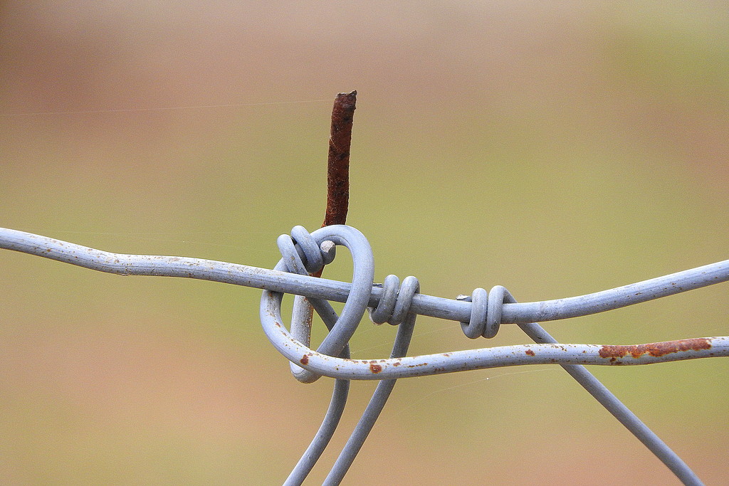 Wired Up Fence by homeschoolmom