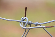 29th Mar 2018 - Wired Up Fence