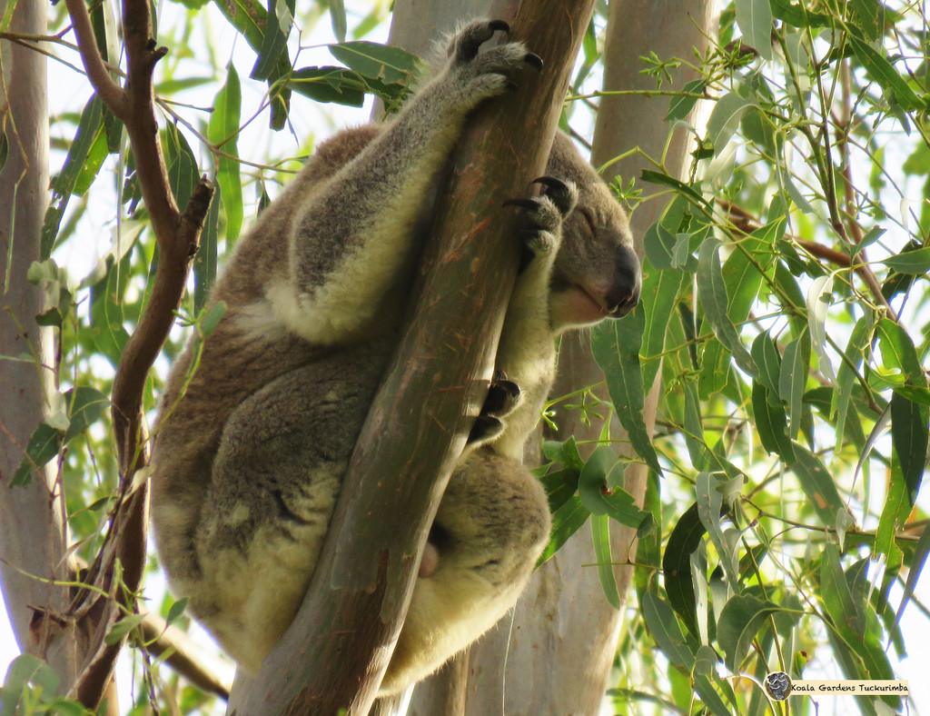 morning sleep in by koalagardens