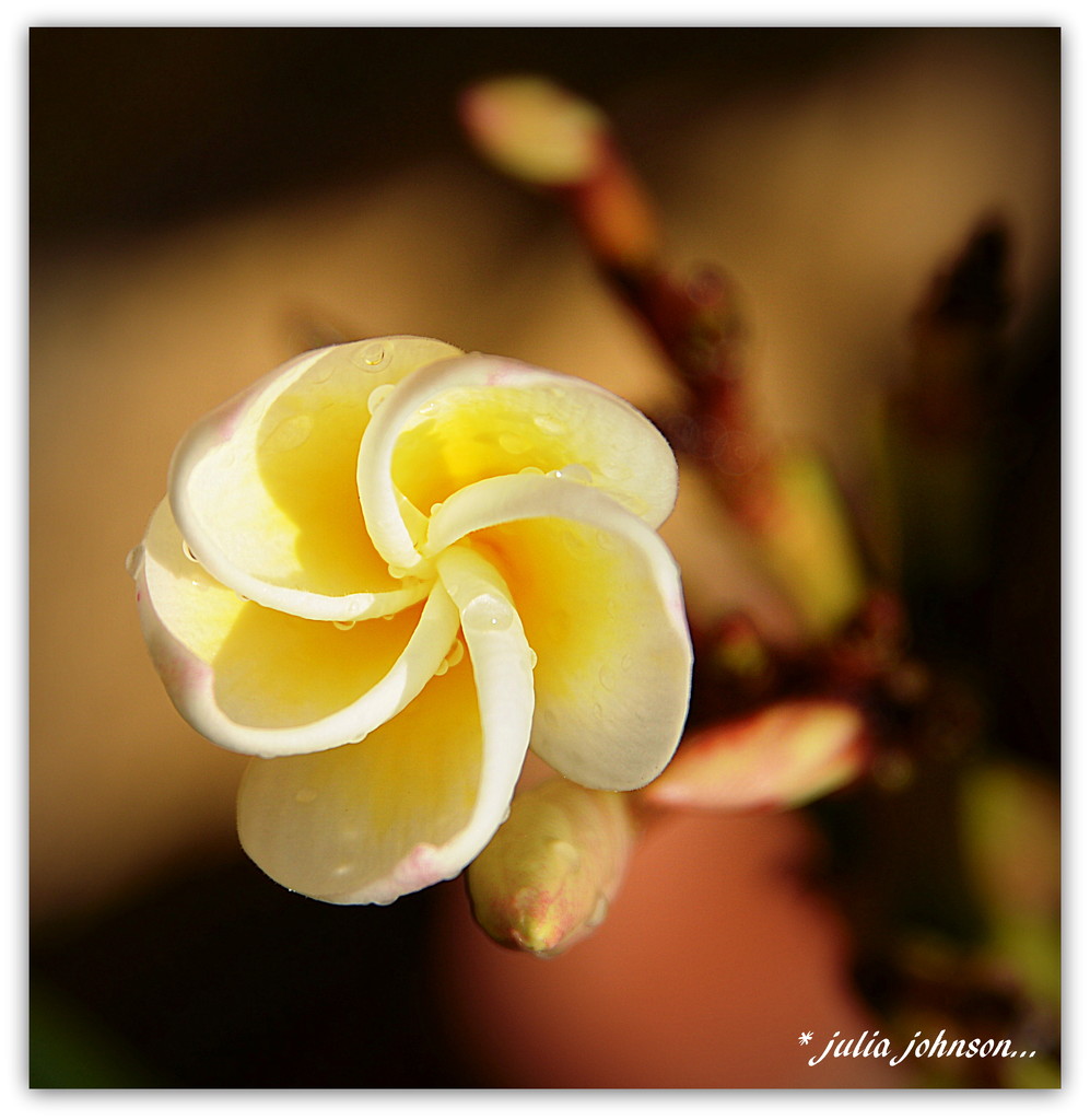 Frangipani twirl.... by julzmaioro