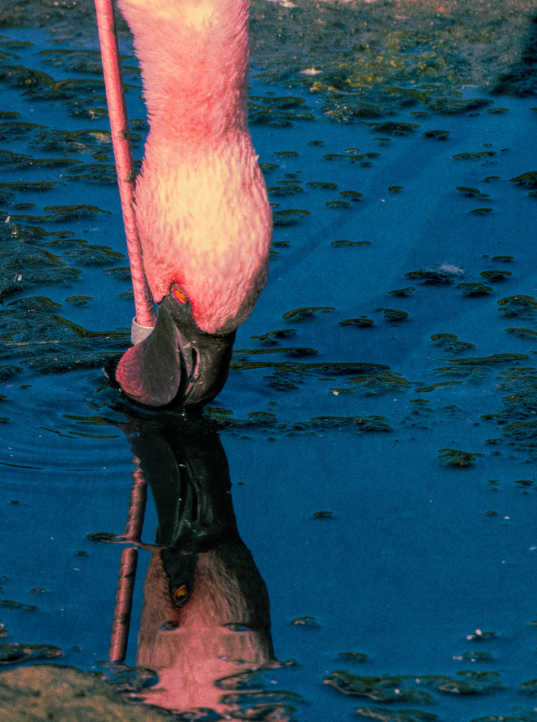 Flamingo Friday '18 09 by stray_shooter