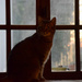 the cat who wants to go outside by parisouailleurs