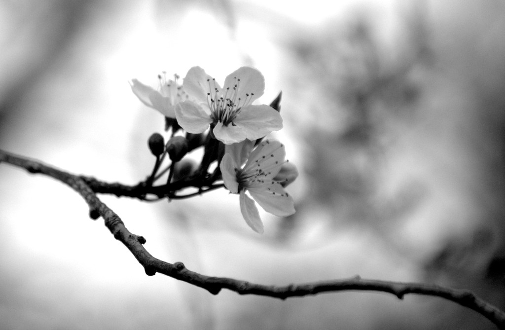 Blossom by filsie65